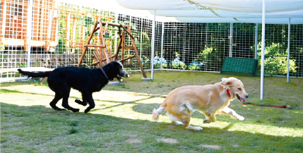小さな貸切ドッグランモカわんランド