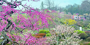 青梅市 梅の公園
