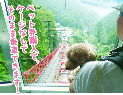 ペット券購入で、ケージなしでそのまま乗車できます！
