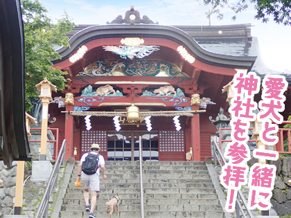愛犬と一緒に神社を参拝
