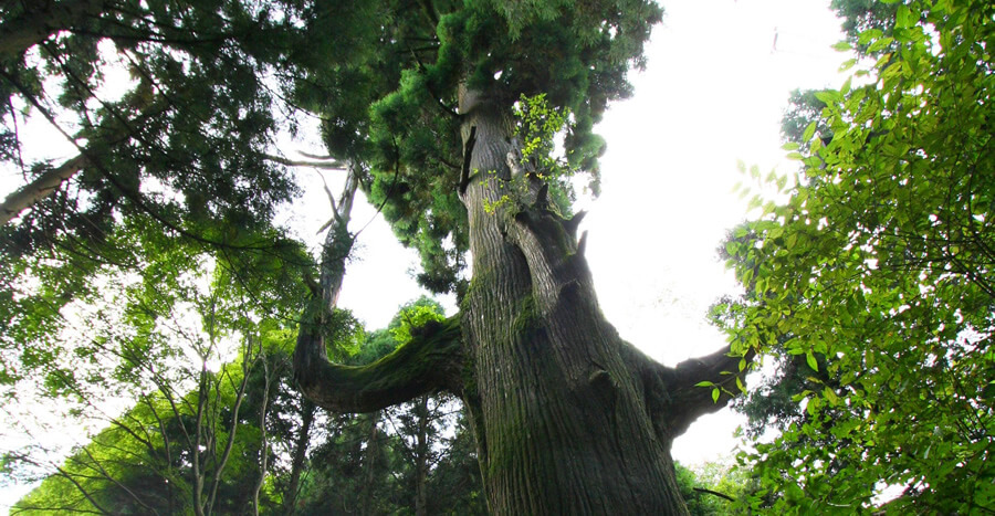 Tengu no Koshikakesugi (Tengu Tree)