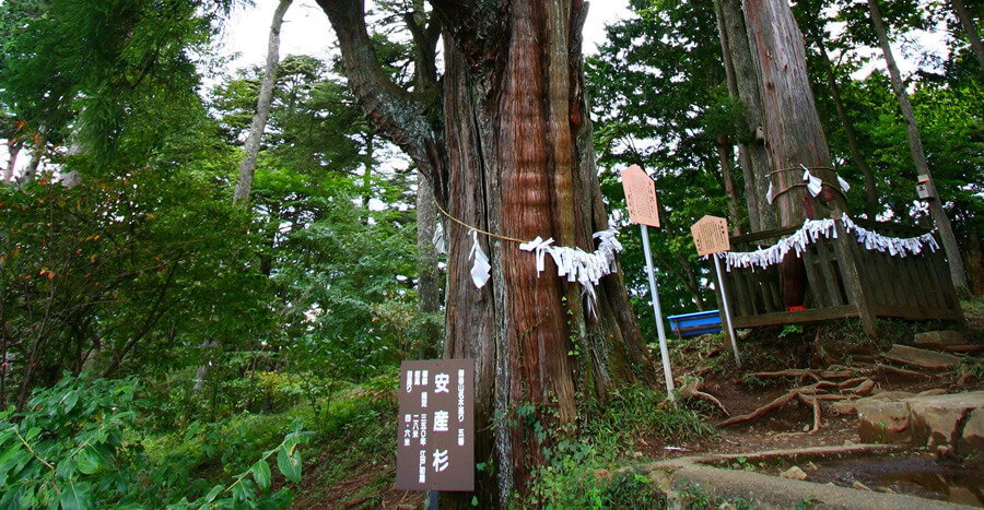 ubuyasu shrine's sacred tree