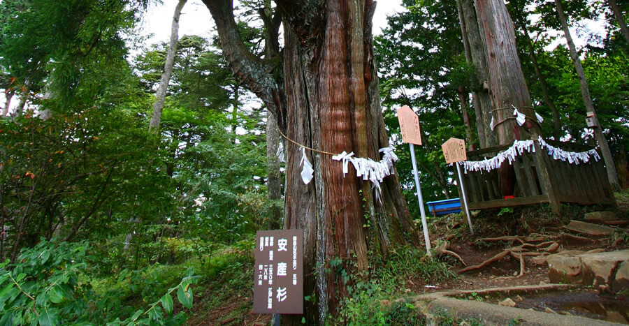 産安社の御神木