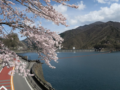 cherry blossom tree